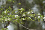 Yellowleaf hawthorn